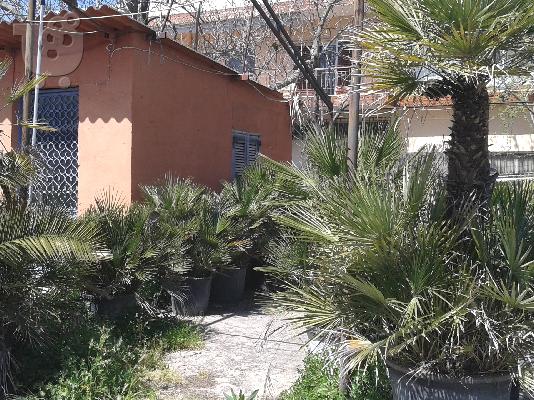 Φυτώριο με θερμοκήπια αποθήκη και εμπόρευμα