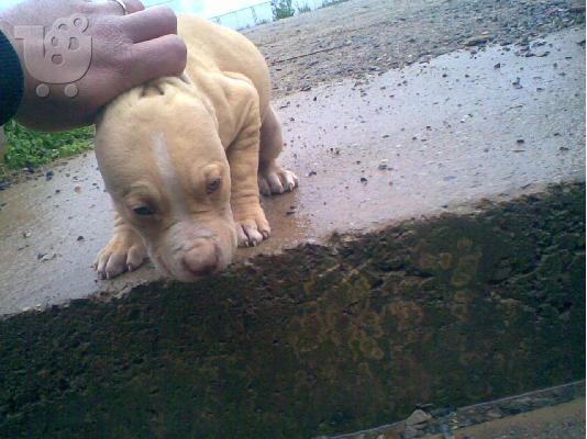PIT BULL κουταβακι  RED NOSE Πίτμπουλ