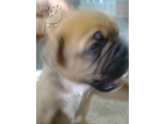 ΘΥΛΗΚΟ BOXER