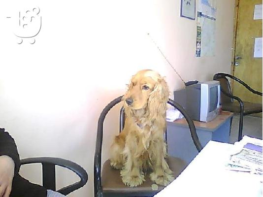 PoulaTo: zhteitai 8uliko koker spaniel gia zeugarwma Κόκερ Σπάνιελ