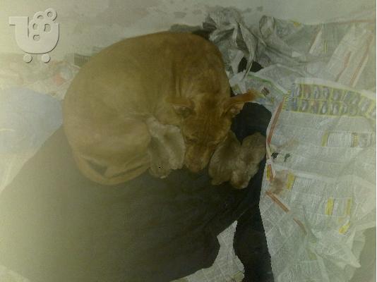 PoulaTo: american pit bull terrier