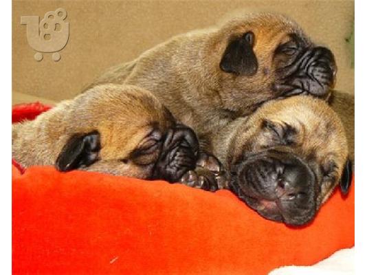 bull mastiff