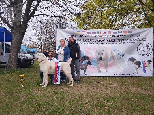 Ποιμενικός Κεντρικής Ασίας κουτάβια