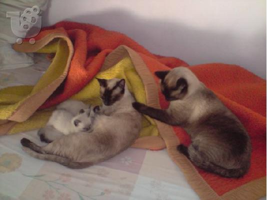 ΠΩΛΟΥΝΤΑΙ ΓΑΤΑΚΙΑ ΣΙΑΜ Σιαμαία ( Siamese)
