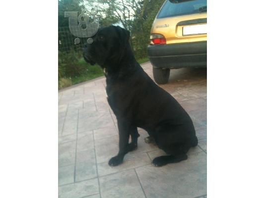 Αναγγελία Γέννας CANE CORSO