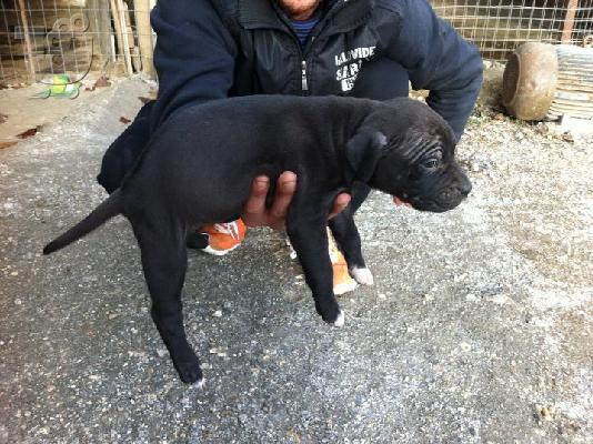 PoulaTo: ΚΑΘΑΡΟΑΙΜΟ KOYTABI ΑΜΕRICAN PITBULL TERRIER