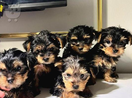PoulaTo: Baby Yorkie κουτάβια