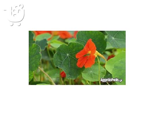 PoulaTo: 6 σποροι Garden Nasturtium