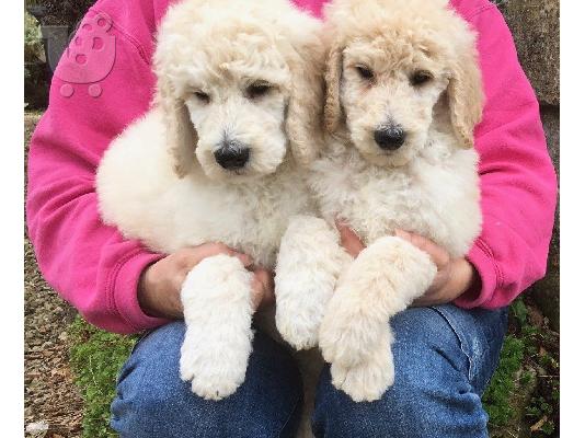PoulaTo: Poodle mini cream - Κανίς μίνι μέγεθος κρεμ χρώμα