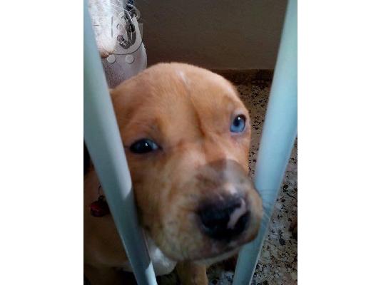 ΚΑΘΑΡΟΑΙΜΑ ΚΟΥΤΑΒΙΑ PITBULL