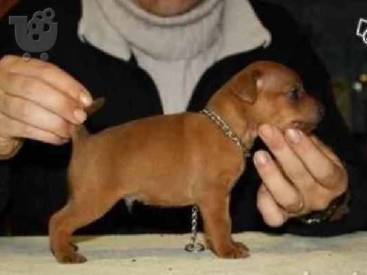 PoulaTo: (ΠΙΝΣΕΡ Pinscher toy)