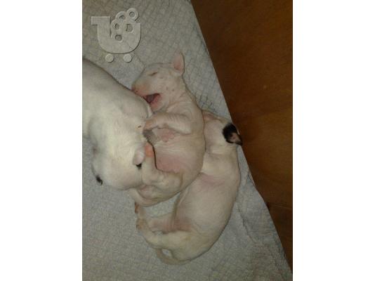 PoulaTo: BULL TERRIER