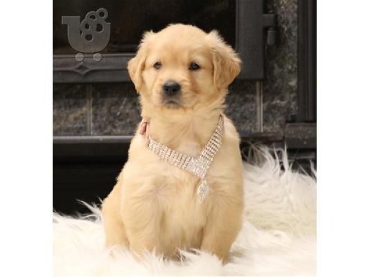 PoulaTo: Goldern retriver Puppies for sales