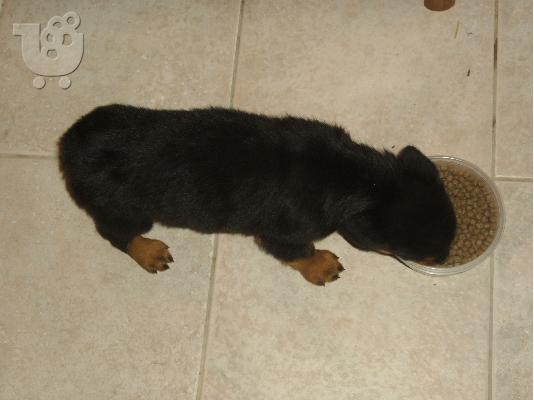 rottweiler