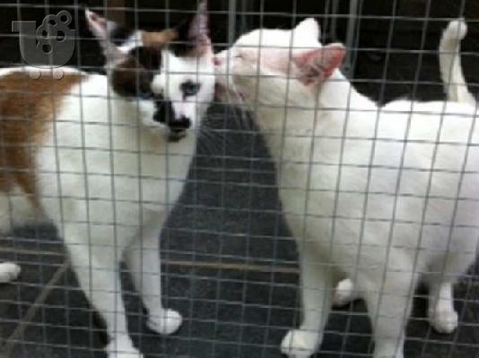 PoulaTo: DSH & Snowshoe γάτες avalable να ανταποκριθούν στις νέες κατοικίες