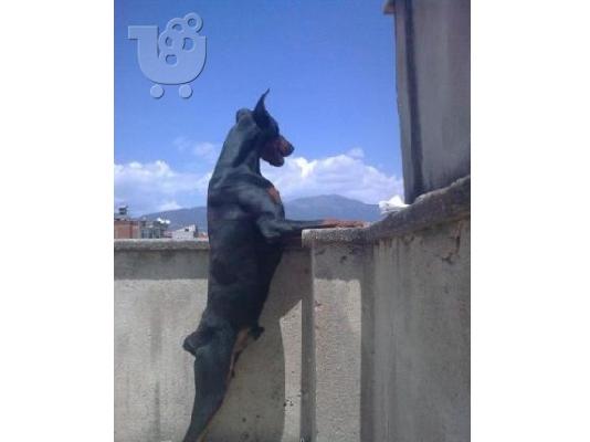 DOPERMAN