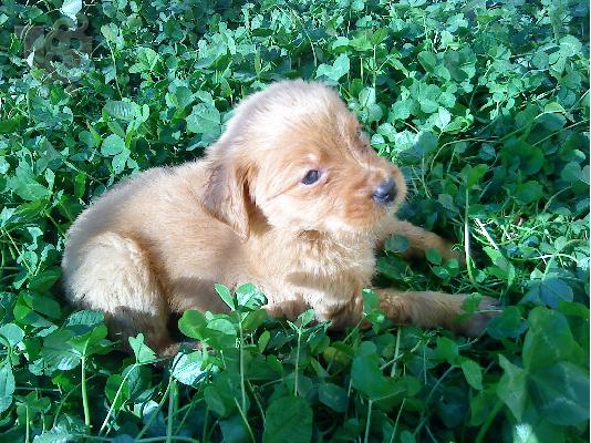 χαριζετε ημιαιμο labrador Λαμπραντόρ Λαμπραντόρ
