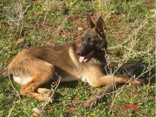 belgian malinois