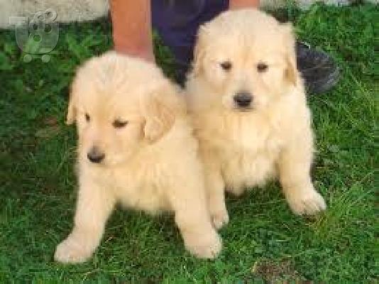 PoulaTo: golden retriever