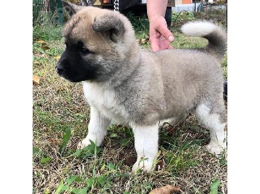 Πώληση AKC reg αρσενικά και θηλυκά κουτάβια Akita.