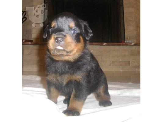 PoulaTo: ΠΩΛΟΥΝΤΑΙ ΚΑΘΑΡΟΑΙΜΑ ROTTWEILER Ροτβάιλερ