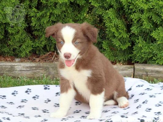 PoulaTo: Κουτάβια Border Collie