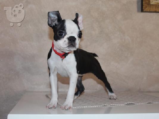 Πώληση κουτάβια Boston Terrier