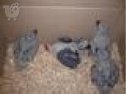 PoulaTo: beautiful babies parrot are available
