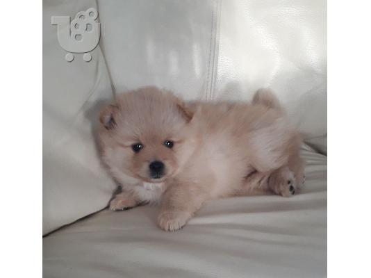 PoulaTo: Beautiful Pomeranian Puppies p
