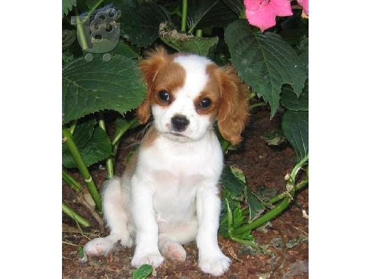 chihuahua Diathésima arseniká kai thilyká.