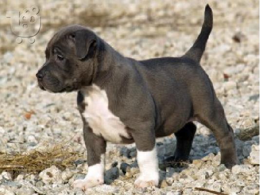 PoulaTo: X μάζα αμερικανικό pit bull terrier