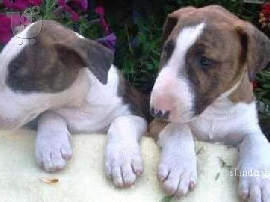 PoulaTo: .................Bull terrier, Bull terrier,.................... Μπουλ-Τεριέ