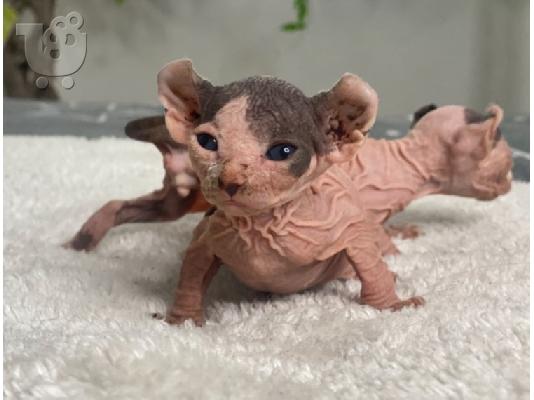 Γατάκια Sphynx διαθέσιμα για υιοθεσία