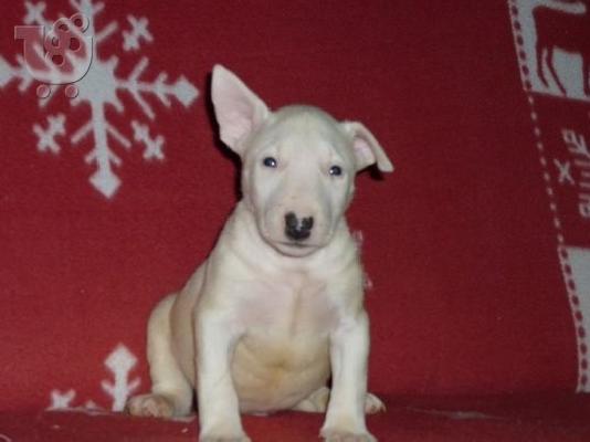 PoulaTo: BULL TERIEE