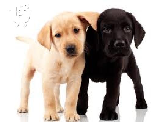PoulaTo: Λάμπραντορ Labrador
