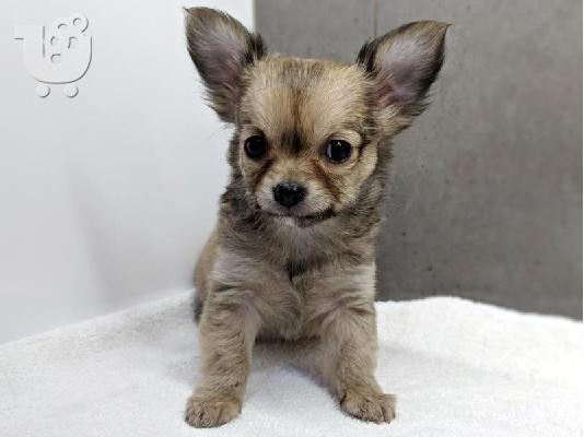 Chihuahua σκυλιά και κουτάβια προς πώληση