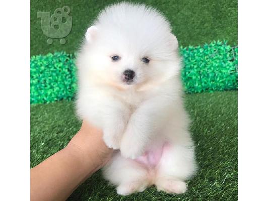 PoulaTo: Γλυκά μικρά Pomeranian κουτάβια