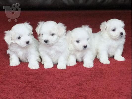 PoulaTo: Lovely Maltes Pups Πλήρως δοκιμασμένο για την υγεία