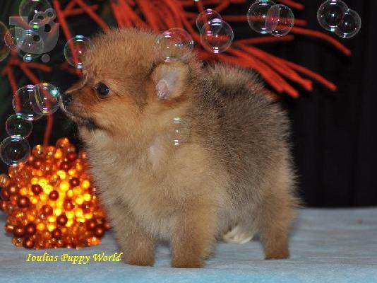 Pomeranian