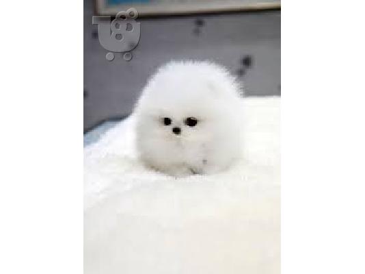 PoulaTo: Αξιολάτρευτο Pomeranian Puppies