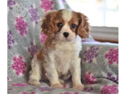PoulaTo: Cavalier King Charles Puppies