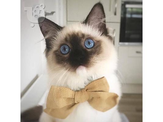 Όμορφα γατάκια Ragdoll Διατίθεται προς πώληση.