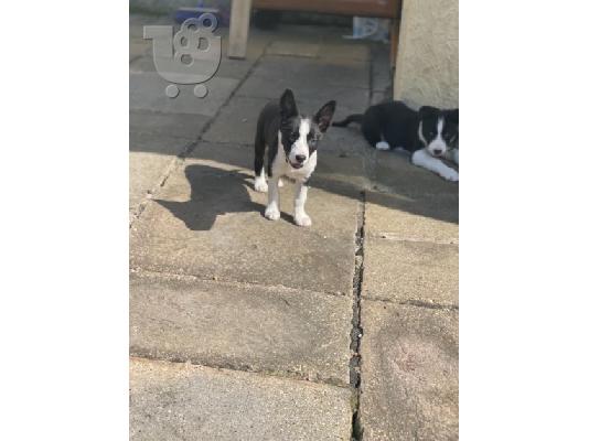 Border Collie Puppies για υιοθεσία