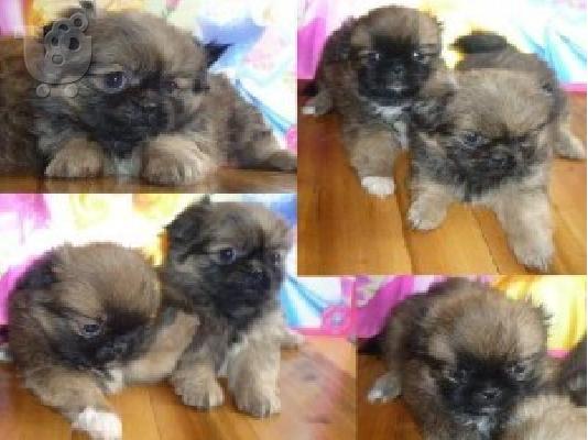 PoulaTo: PEKINOUA