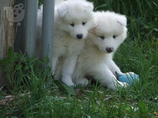 PoulaTo: Έχουμε κουτάβια Samoyed για δωρεάν υιοθέτηση