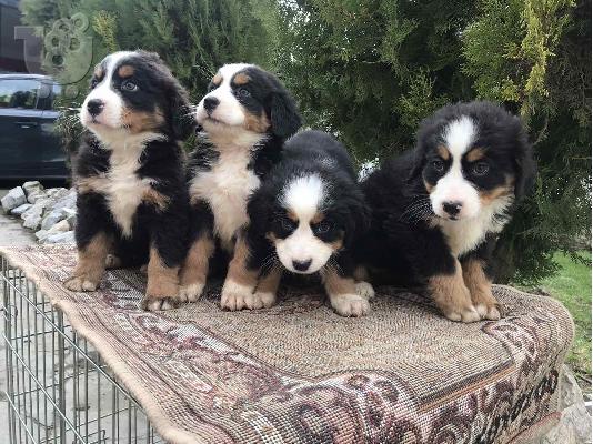 Κουτάβια Bernese Mountain Dog