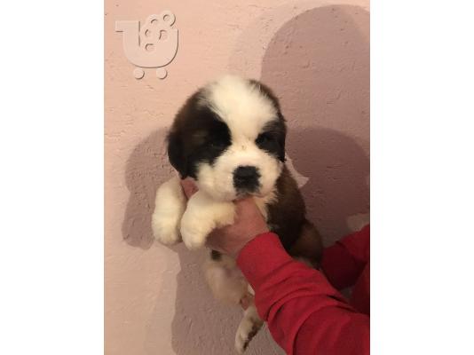 Κουτάβια Saint Bernard