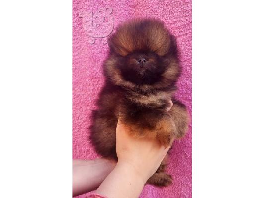 Pomeranian Spitz κουτάβια