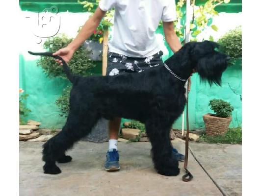 Γίγαντας Schnauzer