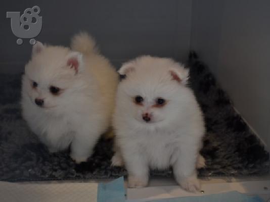 PoulaTo: kittens for adoption